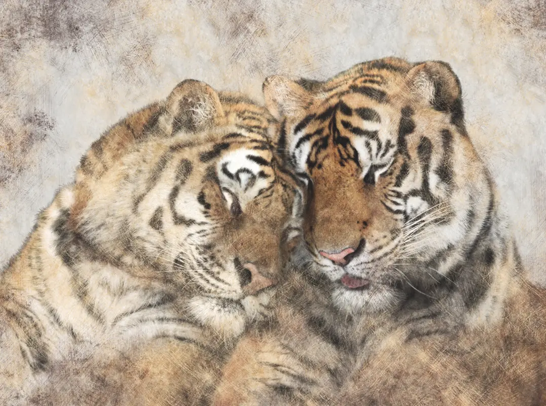 Фотообои и фрески на стену - черный, тигр, белый, любовь, графика, животные, цветной, пара, тигры