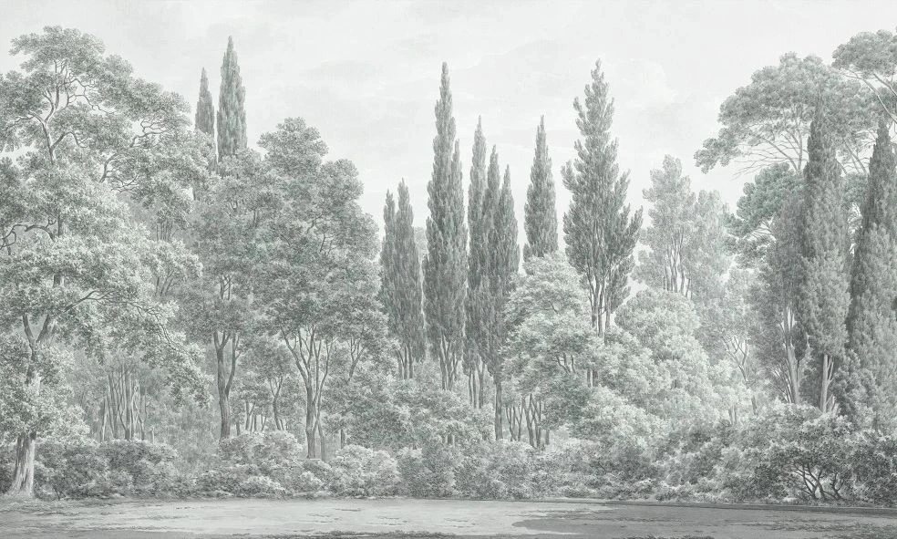 Фотообои и фрески на стену - пейзаж, лес, серо-зеленая, светлый лес, современные, деревья в лесу