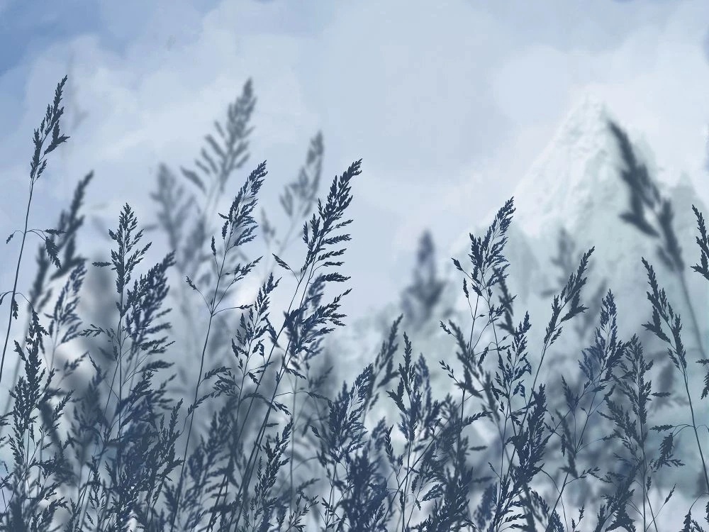 Фотообои и фрески на стену - в загородный дом, поле, колосья, серо-голубая, графичная