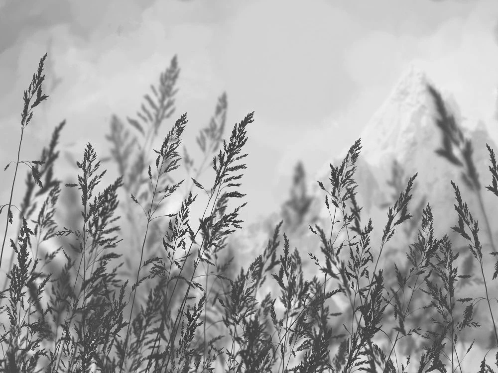 Фотообои и фрески на стену - в загородный дом, поле, колосья, черно-белые, графичная