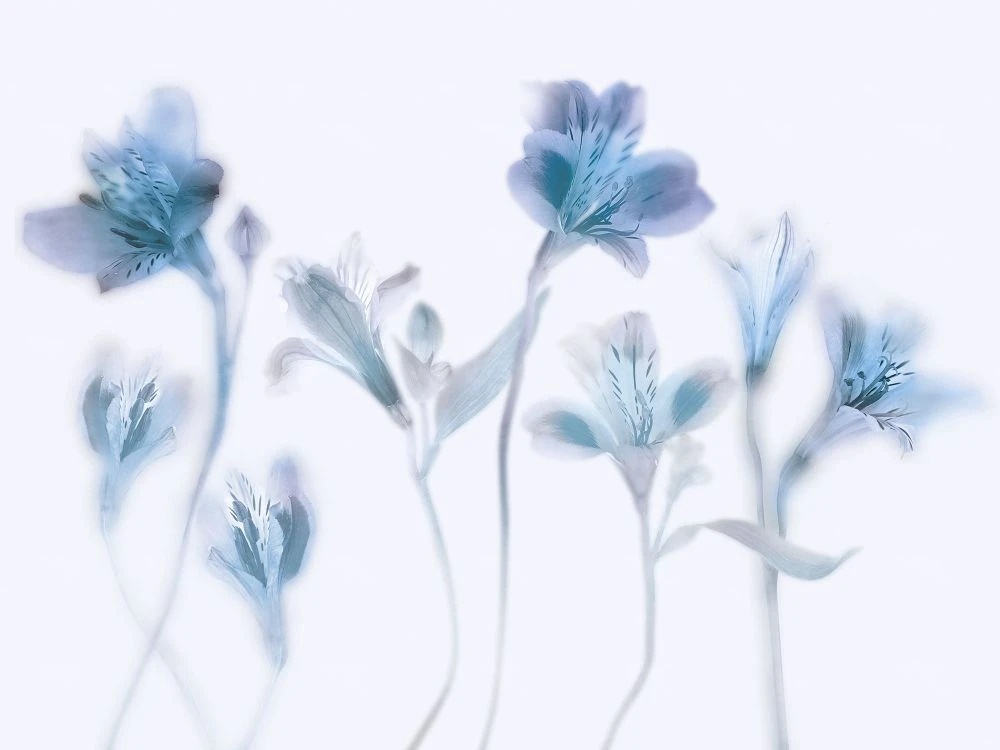 Фотообои и фрески на стену - в детскую комнату, цветы, лилии, голубая