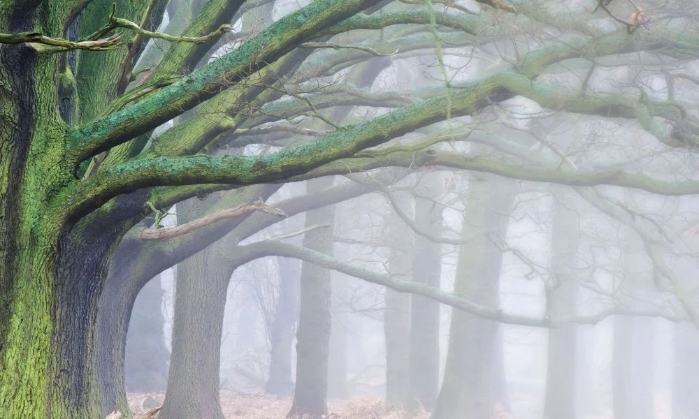 Фотообои на стену - пейзаж, деревья, ветки, зеленые, извилистые ветки