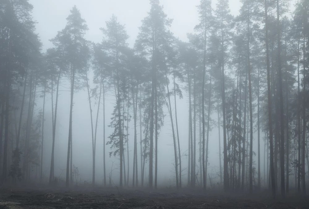 Фотообои и фрески на стену - пейзаж, ночной лес, серо-бирюзовые