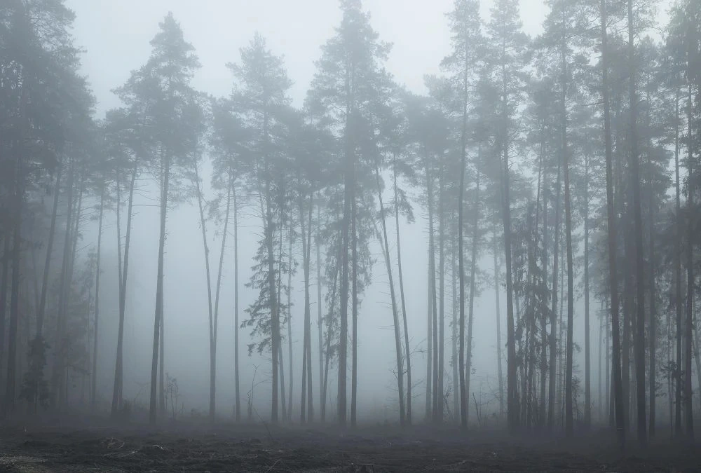 Фотообои и фрески на стену - пейзаж, ночной лес, серо-бирюзовые