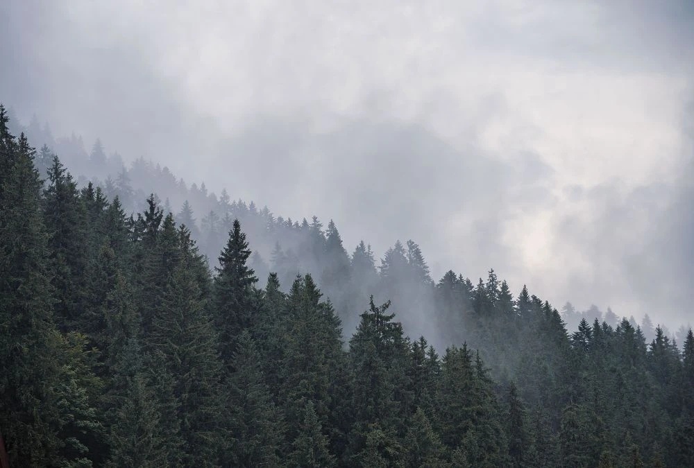 Фотообои на стену - пейзаж, лес, темные, небо