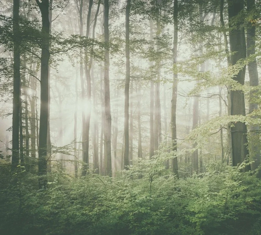 Фотообои и фрески на стену - пейзаж, лес, зеленый пейзаж, сосны