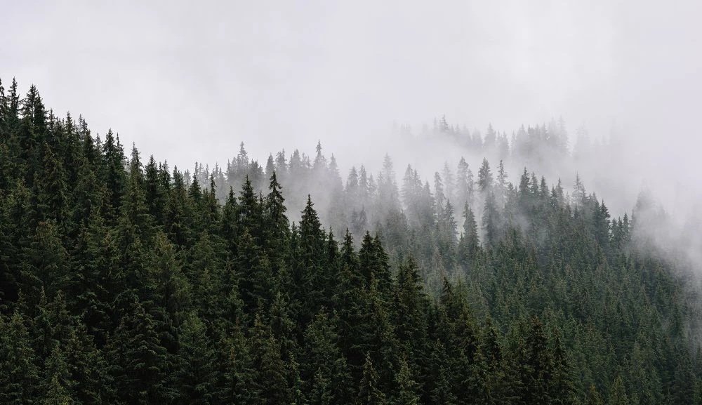 Фотообои и фрески на стену - пейзаж, лес, темные, темно зеленые