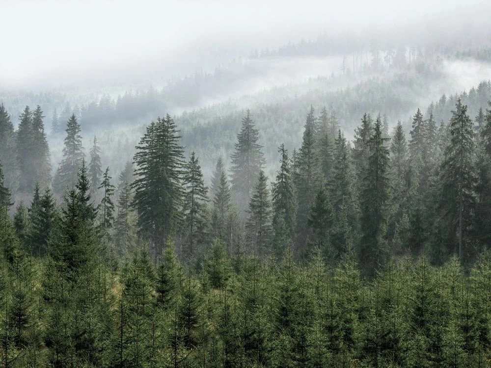 Фотообои и фрески на стену - пейзаж, лес, сосновый