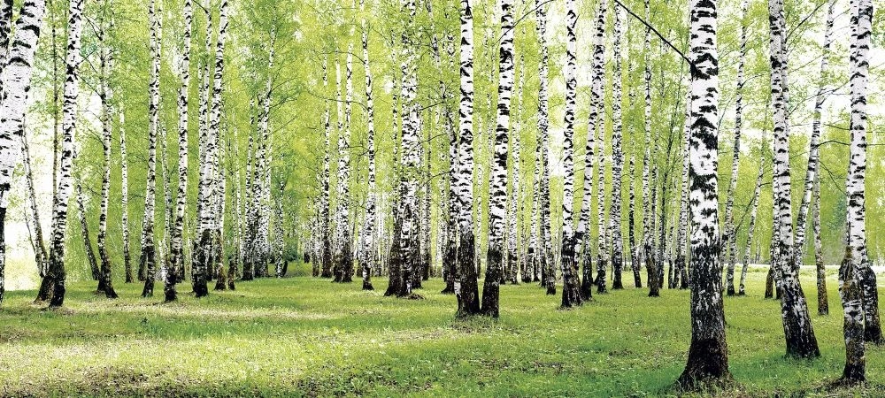 Фотообои и фрески на стену - пейзаж, лес, березовая роща