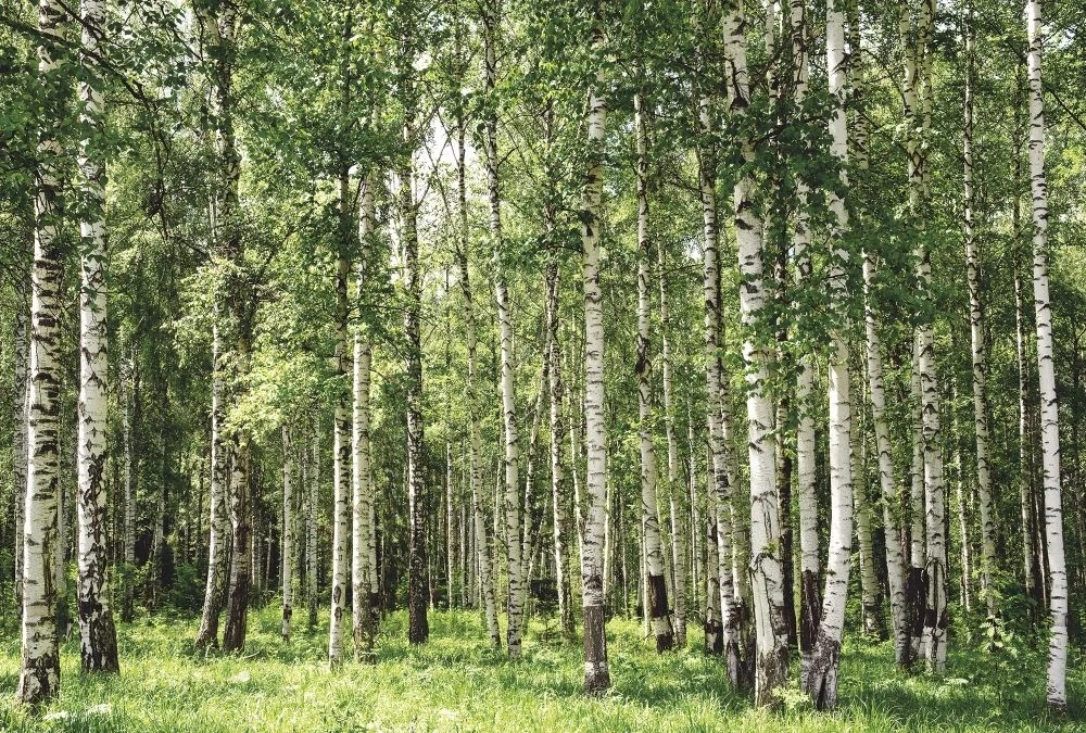 Фотообои на стену - пейзаж, березовая роща, зеленый пейзаж