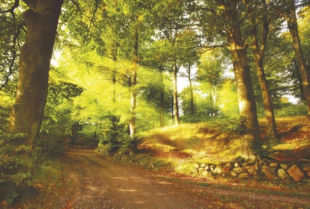 Фотообои и фрески на стену - пейзаж, дорожка в лесу