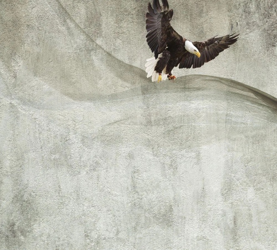 Фотообои на стену - лофт, серая, птица, коршун