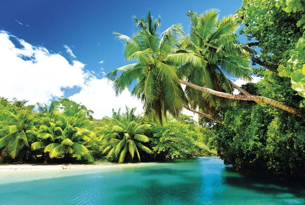 Фотообои на стену - пейзаж, морской, море, пальмы, зеленая