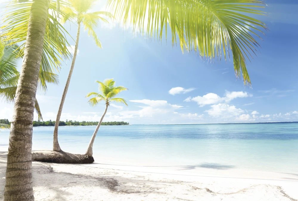 Фотообои и фрески на стену - пейзаж, морской, море, пальма, бело-голубая