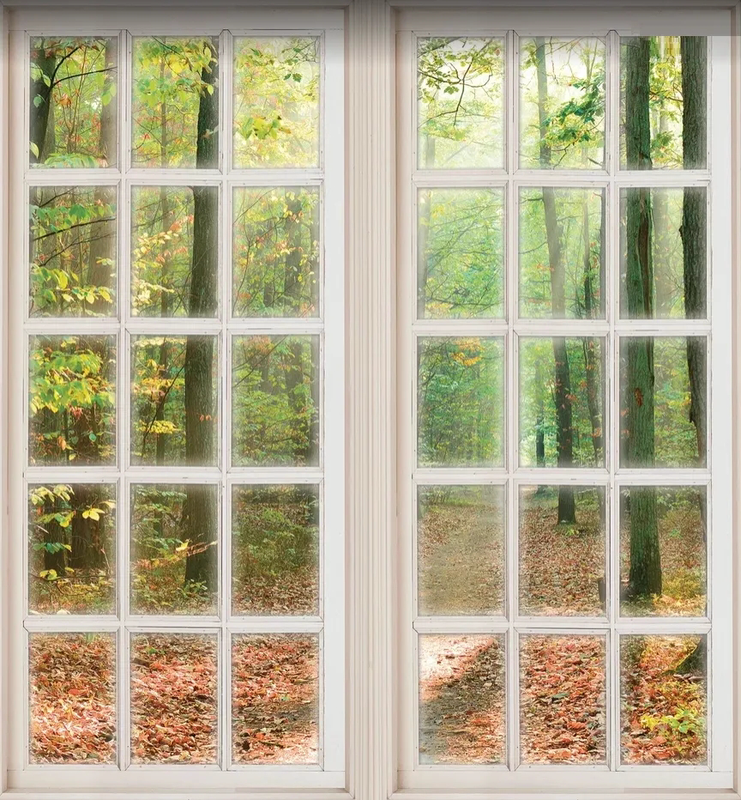 Фотообои на стену - пейзаж, окно, лес, тропинка, дорожка в лесу