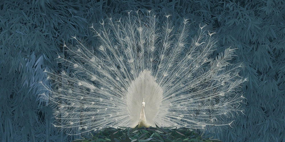 Фотообои на стену - пейзаж, ярко зеленая, павлин, белый