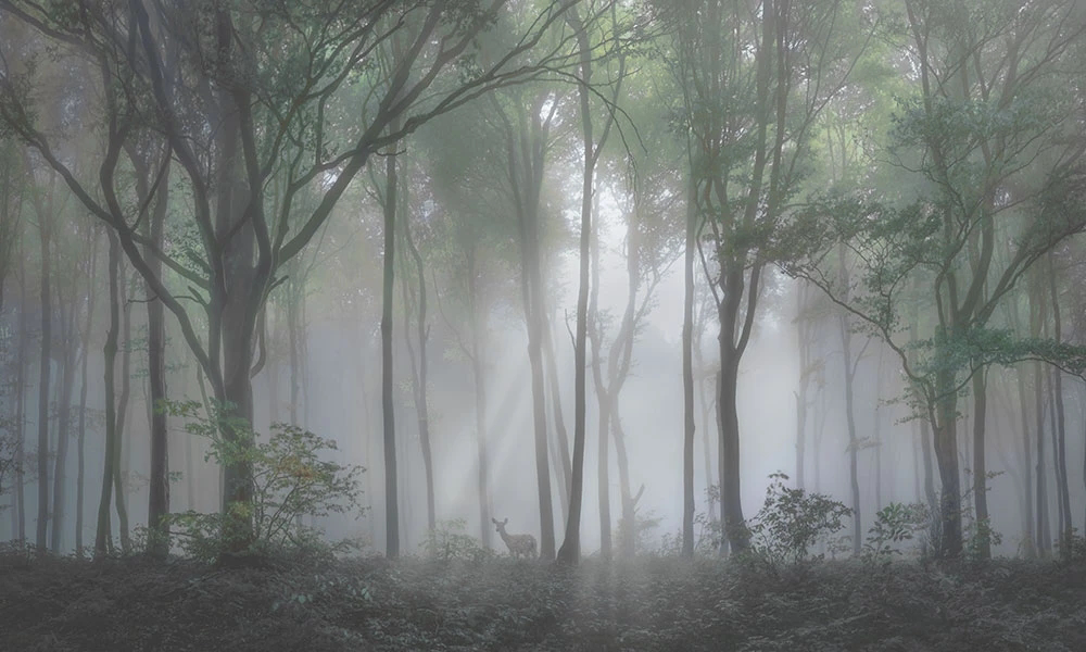 Фотообои и фрески на стену - пейзаж, лес, деревья, с деревьями