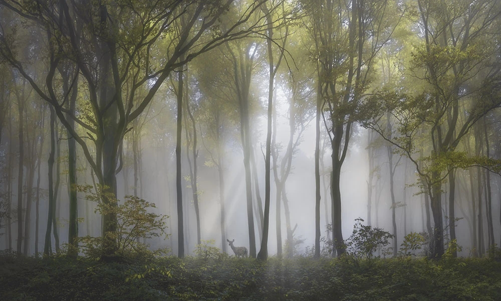 Фотообои на стену - пейзаж, лес, деревья, с деревьями, зелено-серая