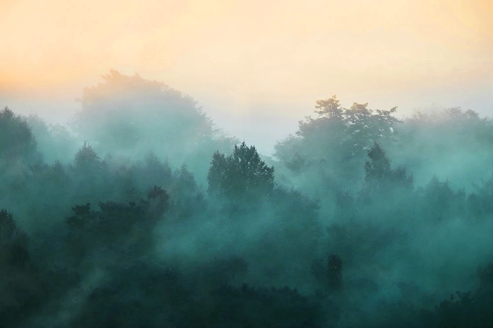 Фотообои на стену - пейзаж, лес в тумане, бирюзовая