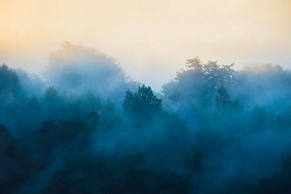 Фотообои и фрески на стену - пейзаж, лес в тумане, синий
