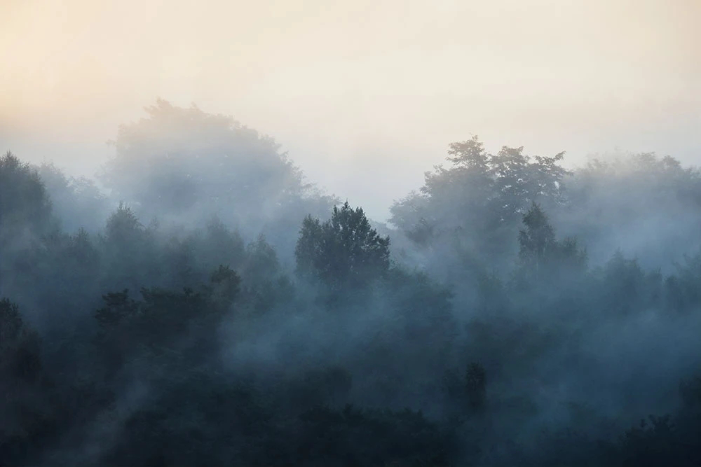 Фотообои и фрески на стену - пейзаж, лес в тумане, серо-синяя