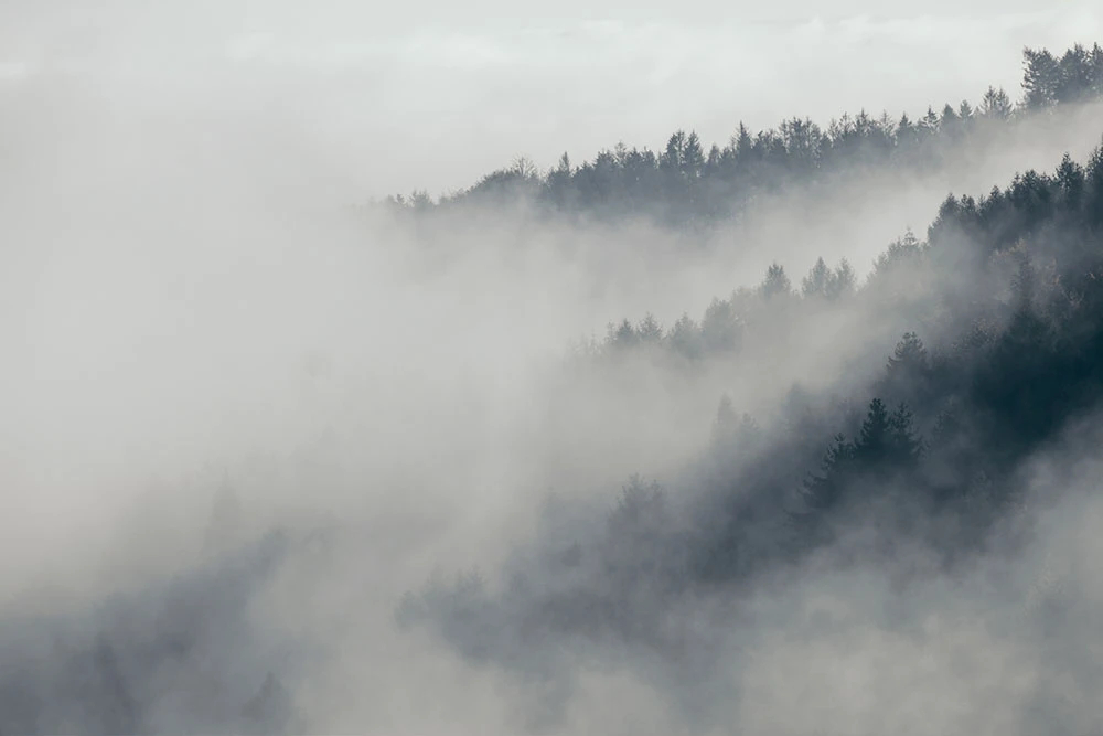 Фотообои и фрески на стену - пейзаж, лес в тумане, серо-бирюзовая