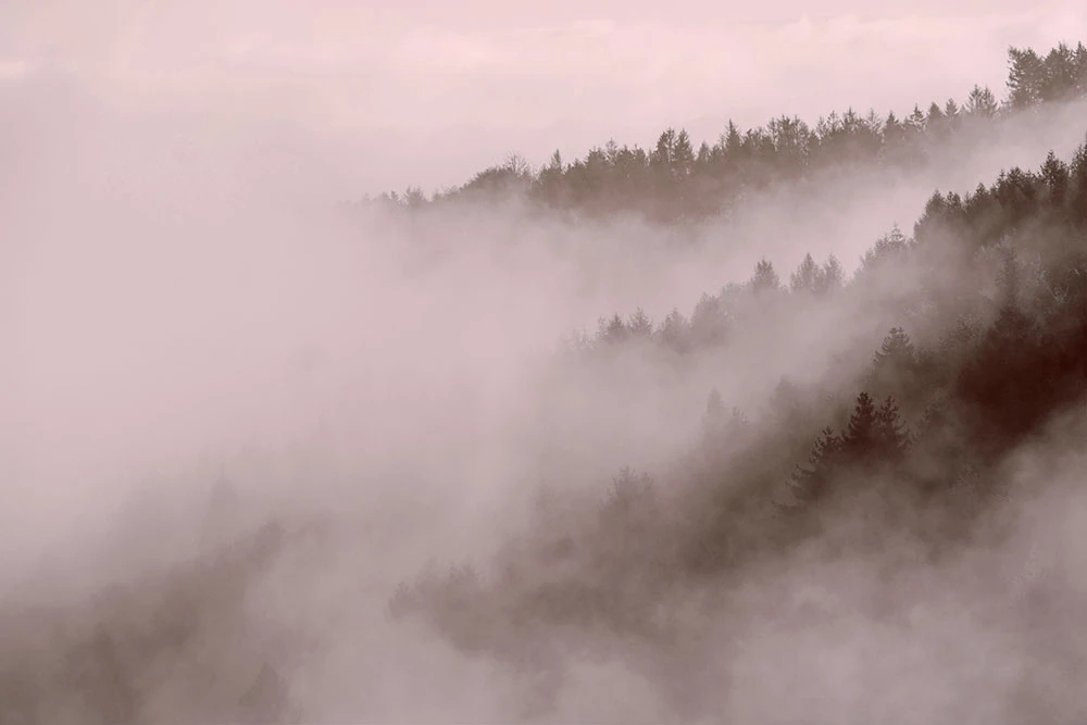 Фотообои и фрески на стену - пейзаж, лес в тумане, серая