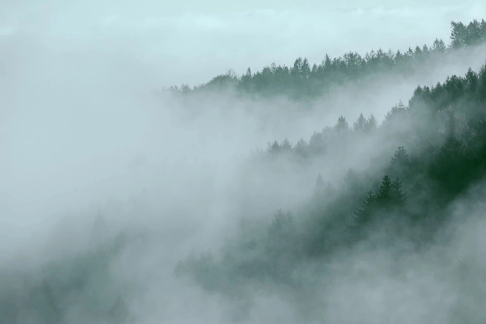 Фотообои и фрески на стену - пейзаж, лес в тумане, ярко бирюзовая