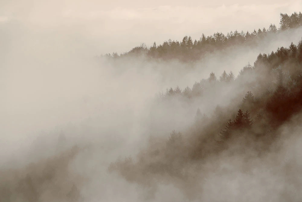 Фотообои на стену - пейзаж, лес в тумане, серо-коричневая