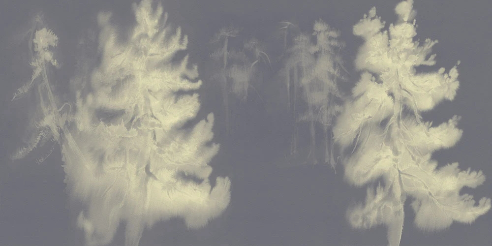 Фотообои на стену - пейзаж, ели, темно серая