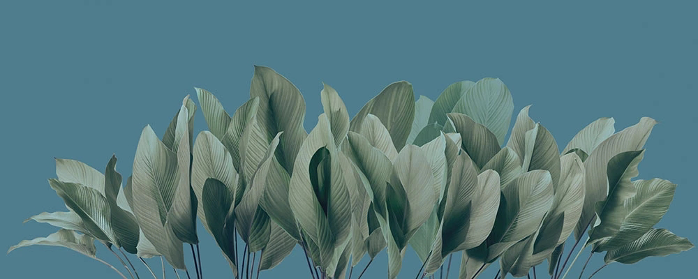 Фотообои и фрески на стену - пейзаж, листья тропические, зеленая, на бирюзовом фоне