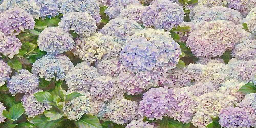 Фотообои и фрески на стену - цветы, гортензии, светлые