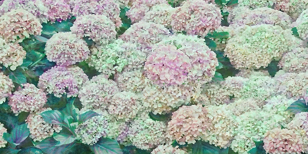 Фотообои и фрески на стену - цветы, гортензии, яркие