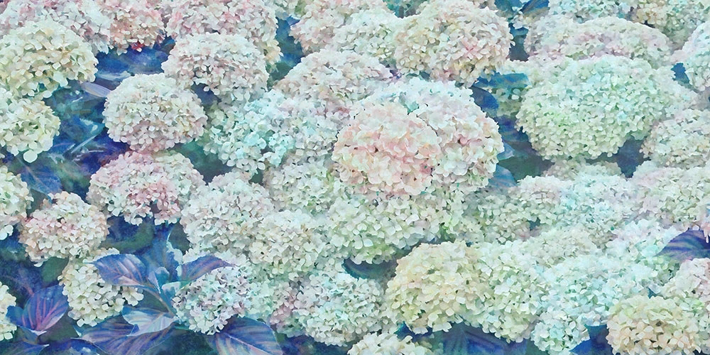 Фотообои на стену - цветы, гортензии, синий