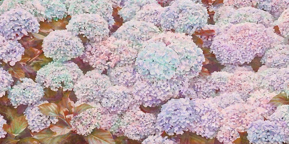 Фотообои и фрески на стену - цветы, гортензии, в теплых тонах