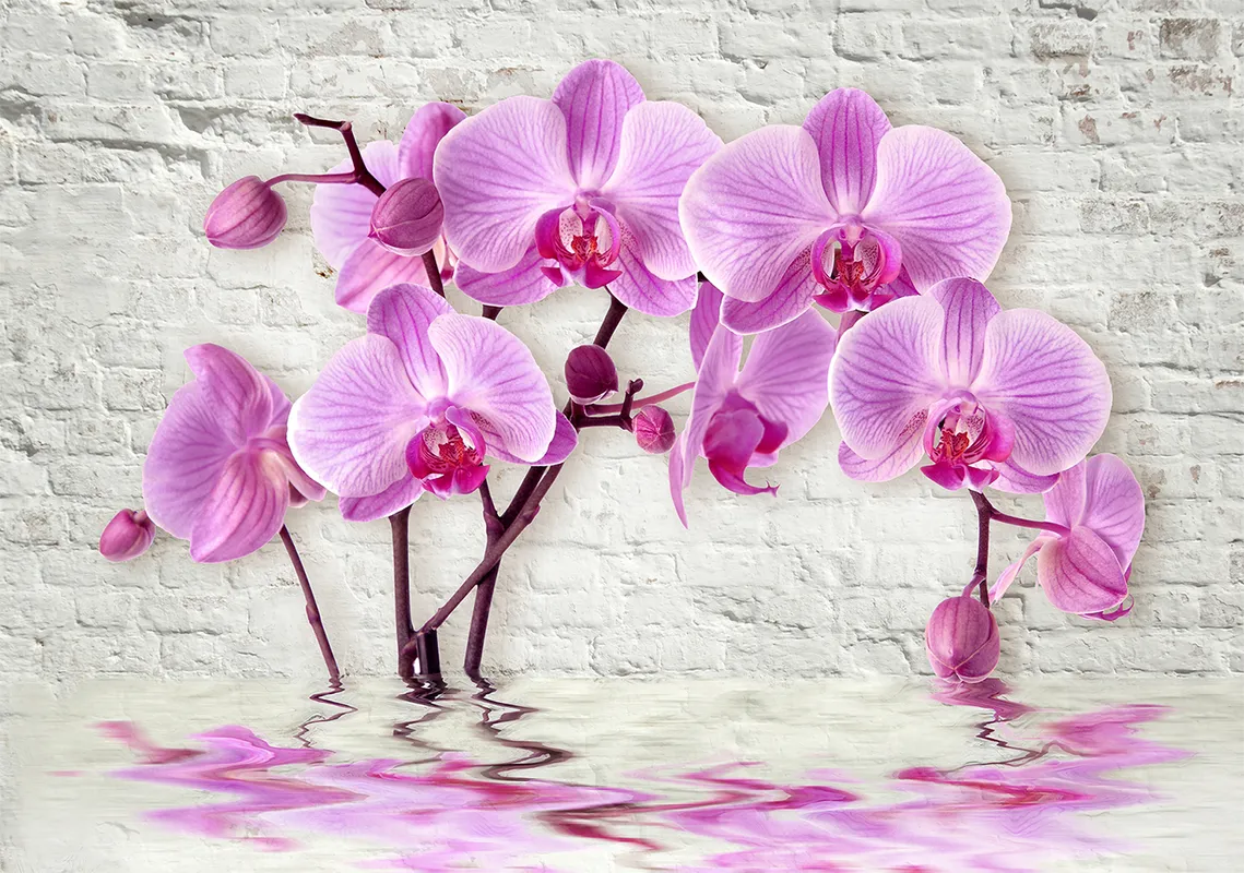 Фотообои и фрески на стену - белые, кирпич, орхидеи, вода, кирпичная стена, фиолетовые, бутоны, цветы, розовые, орхидея