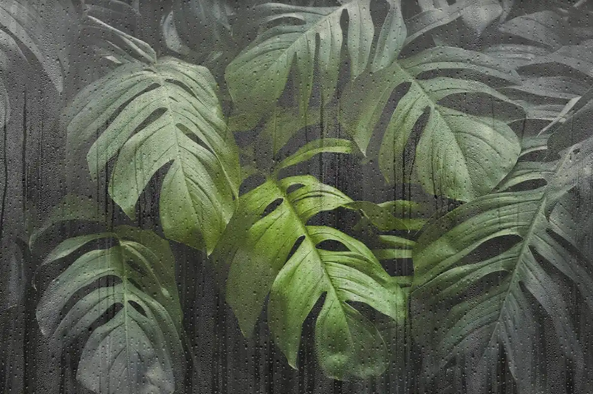 Фотообои и фрески на стену - в холл, пальмы, для залы, современные, крупные, листья пальмы, бесшовные, зеленые, листья, в зал, в гостиницу, декоративные, большие, в гостиную, с объемными листьями, картинки, листья фото, зеленые листья, на стену зеленые листья, листьев, зеленые листья пальмы