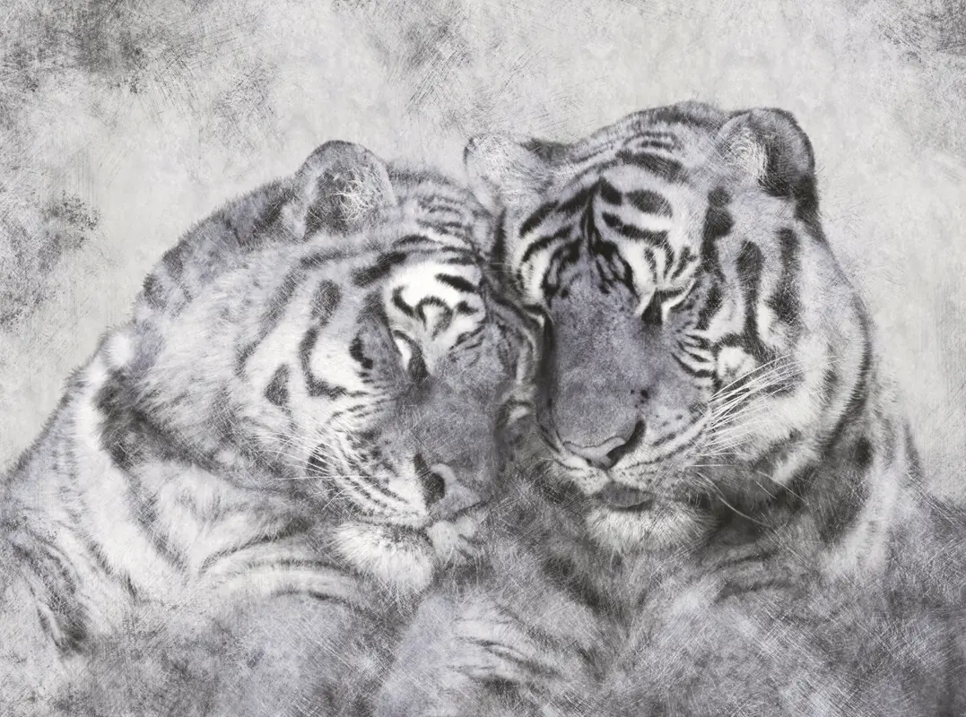 Фотообои и фрески на стену - любовь, белый, пара, тигр, животные, графика, черный, тигры