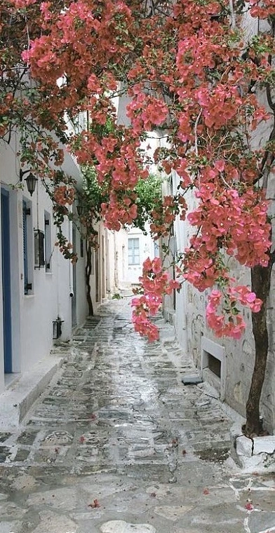 Фотообои и фрески на стену - улочки, города, с розовым деревом, серые