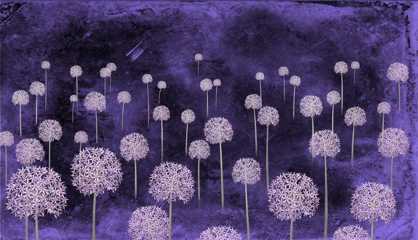 Фотообои и фрески на стену - одуванчики, фиолетовые, сиреневые, декоративный лук, цветы, цветение лука, поле одуванчиков, дикий лук, белые одуванчики, на фиолетовом фоне