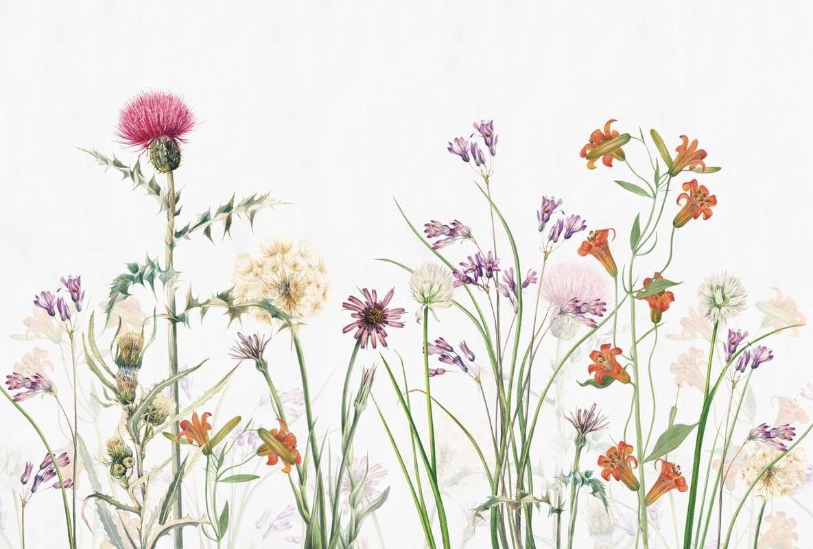 Фотообои на стену - цветы, полевые, на белом фоне