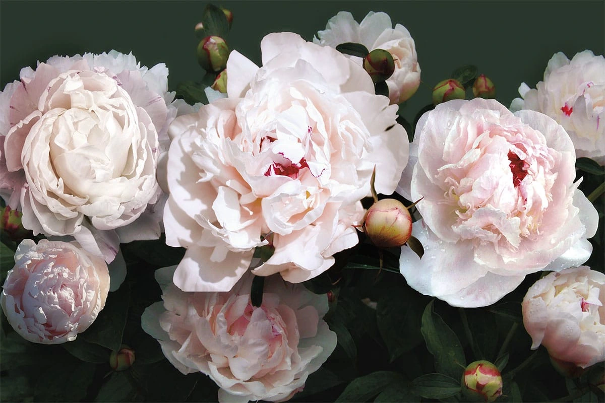 Фотообои на стену - пионы, белые, крупные, на темном фоне