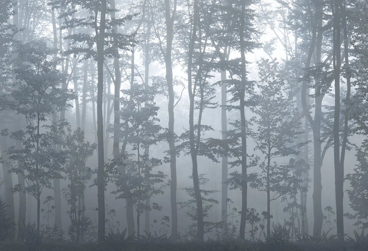Фотообои на стену - современные, серые, деревья в тумане, стволы, ели