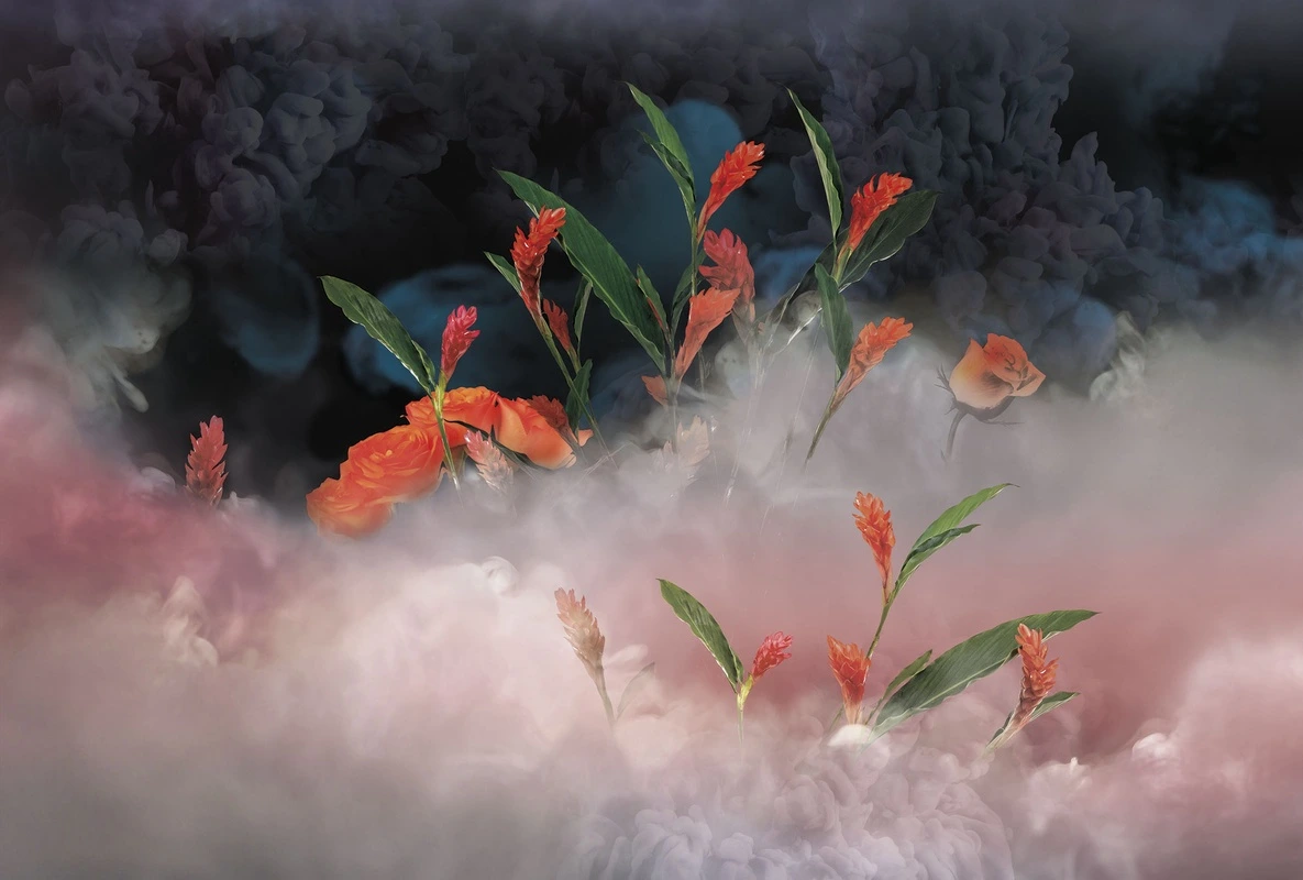 Фотообои на стену - цветы, розы, гладиолусы, зелень, дым, чёрный фон, оранжевые, тёмный фон