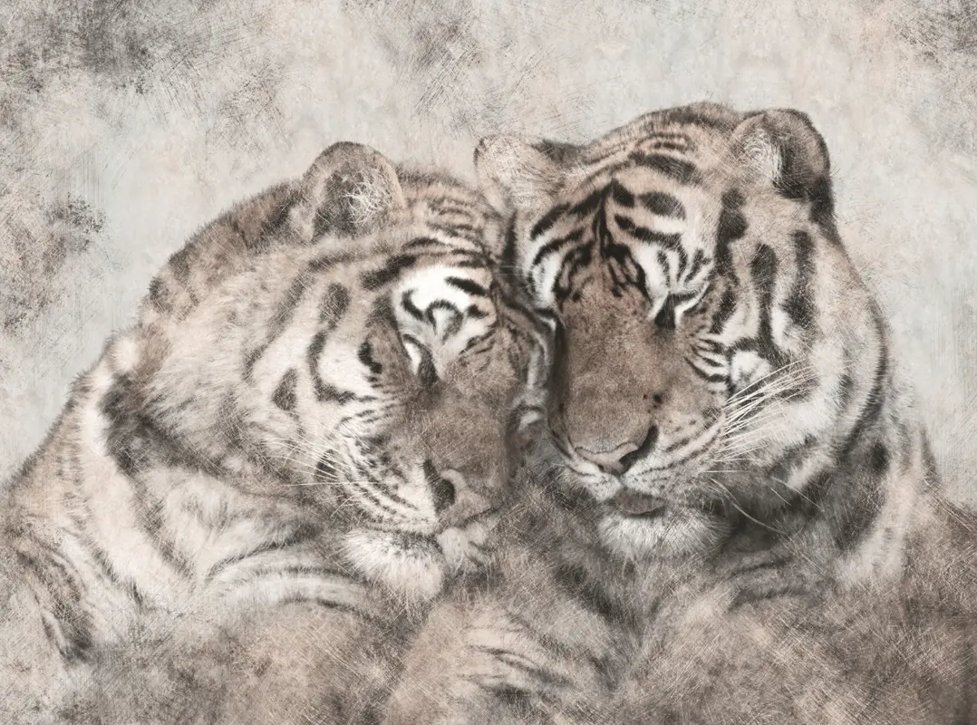 Фотообои и фрески на стену - белый, тигры, любовь, черный, графика, цветной, тигр, пара, животные