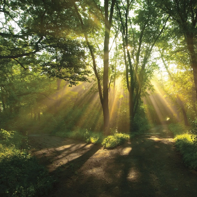 Фотообои на стену - лес, лето, солнечные лучи, зелень, деревья, природа, утро, свет, тропинка, пейзаж, реализм, для гостиной, в прихожую, расширяющие пространство, успокаивающие, природные мотивы