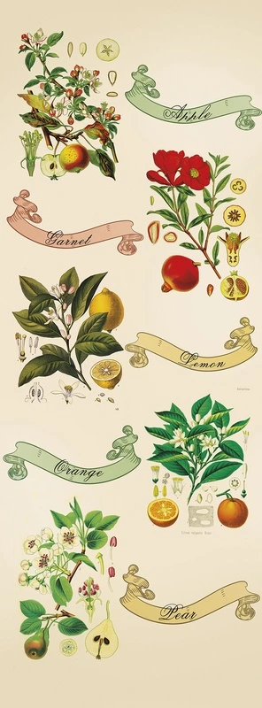 Фотообои и фрески на стену - шинуазри, ботаническая иллюстрация, фрукты, яблоко, гранат, лимон, апельсин, груша, цветы, винтажный стиль, бежевый фон, акварель, декоративные, для кухни, для столовой, ретро, садовые растения