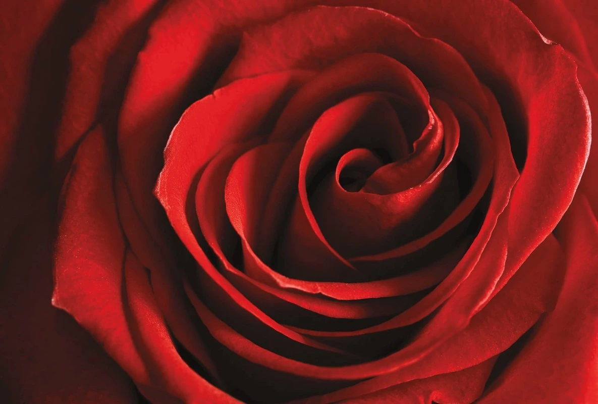 Фотообои и фрески на стену - цветы, роза, бордовая, красная, крупные, большая