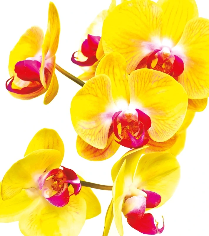 Фотообои на стену - цветы, желтая, крупные, с красным, на белом фоне