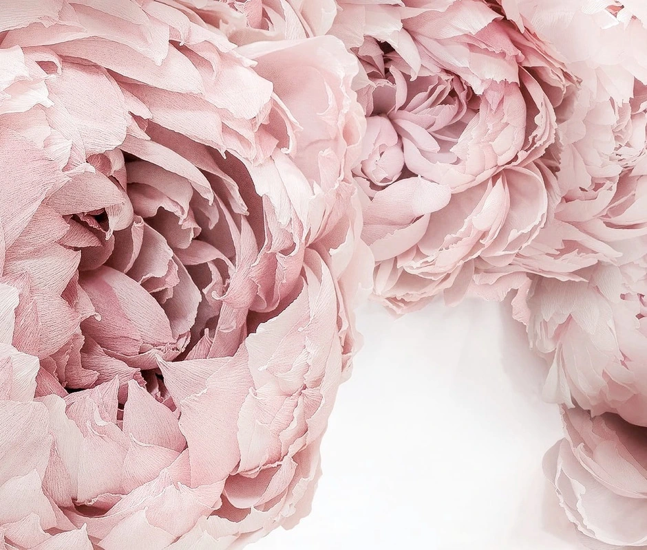 Фотообои на стену - цветы, пионы, пудровые, светло розовая, крупные, красивые